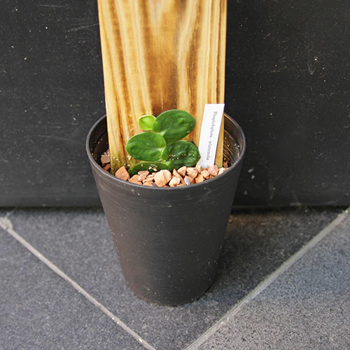 	クライムプランツ「ラフィドフォラ ケラトカウリス」	