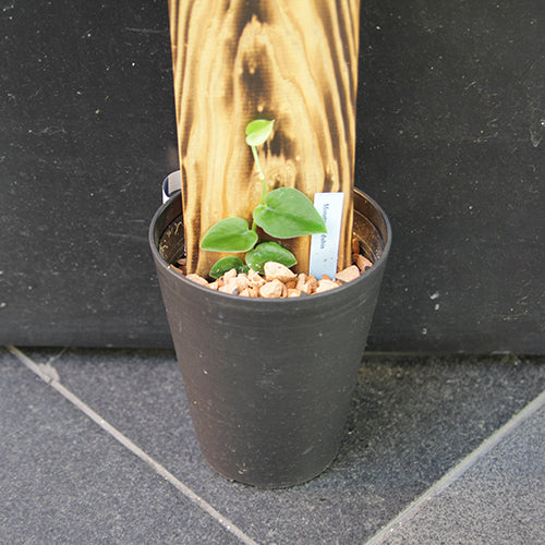 	クライムプランツ「モンステラ ドゥビア」	