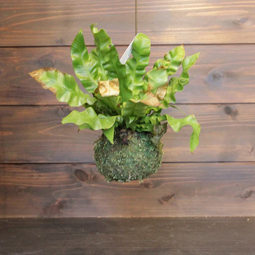 	エメラルド ウエーブ	