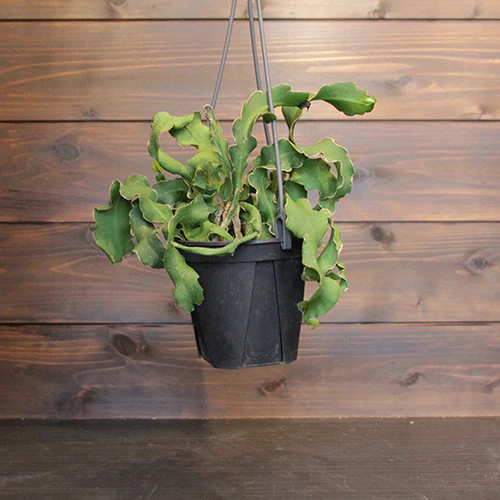 	エピフィルム ガテマレンシス	