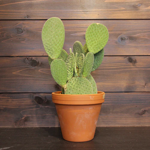 	ウチワサボテン	