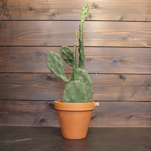 	ウチワサボテン	