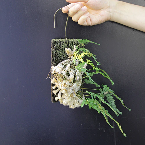 	石化シノブ「猫の手シダ」	