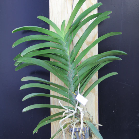 	洋ラン「バンダ」	