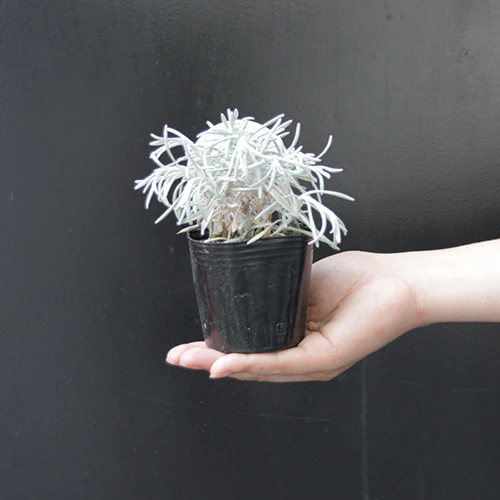 	ヘリクリサムシアンスチャニカム	