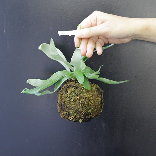 	プラティセリュームヴィーチ	