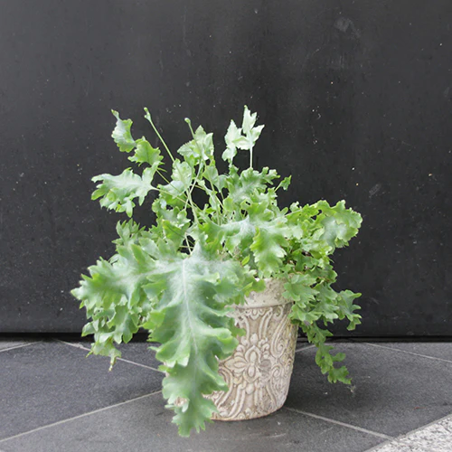 	フレポディウムダパナ	