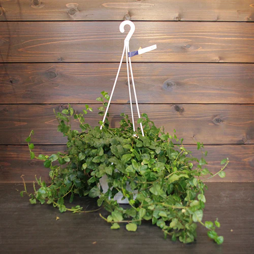 	フィッカス プミラ	