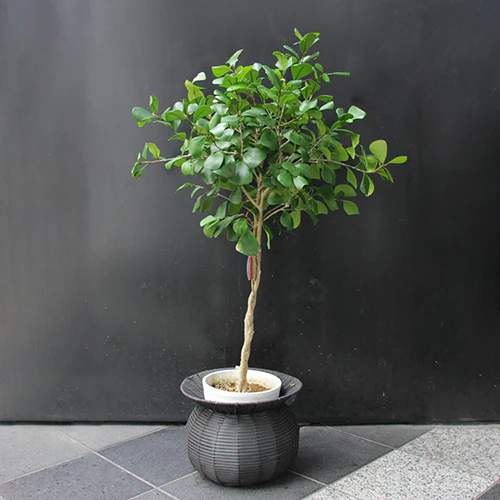 	フィカストライアンギュラリス	