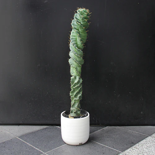 	トルネード螺旋サボテン	