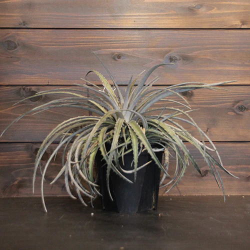 	ディッキア ペールライダー	