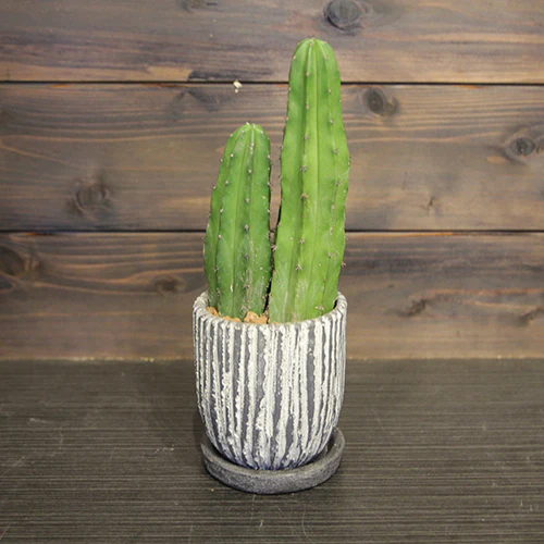 	サボテン「竜神木」	