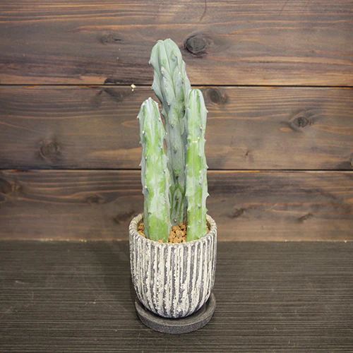 	サボテン「竜神木」	