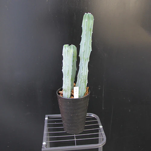 	サボテン「竜神木」	