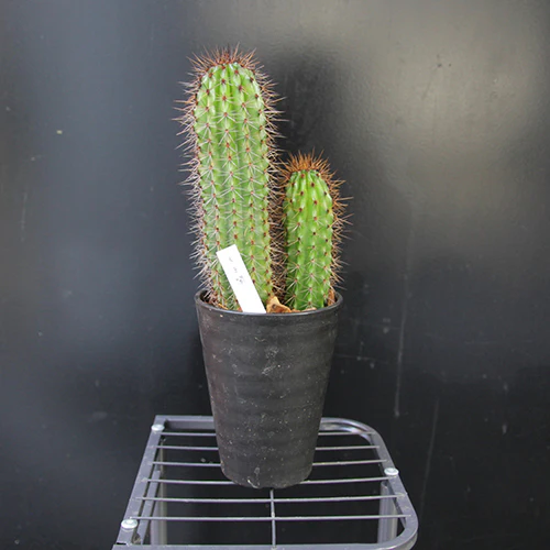 	サボテン「大王閣」	