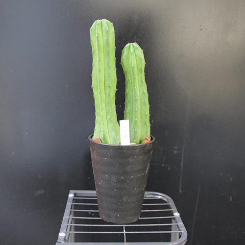 	サボテン「仙人閣」	