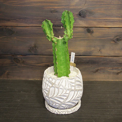 	サボテン「インゲンス」	